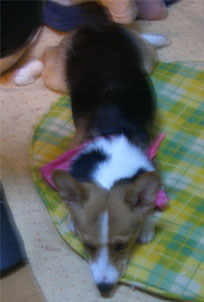 �����܂������ȂЂ܂��